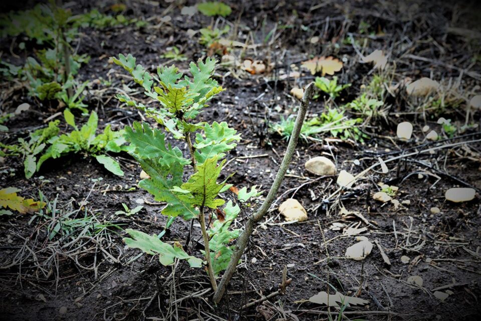 1.300 de hectare de teren, împădurite de Direcția Silvică Suceava în această primăvară