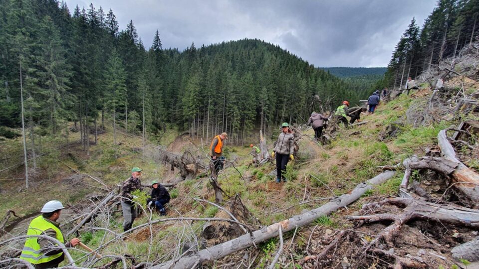 1.300 de hectare de teren, împădurite de Direcția Silvică Suceava în această primăvară