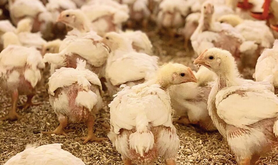 Apel către suceveni să cumpere pui din surse autorizate, din cauza gripei aviare agresive. Foto lumeasatului.ro Apel către suceveni să cumpere pui din surse autorizate, din cauza gripei aviare agresive. Foto lumeasatului.ro
