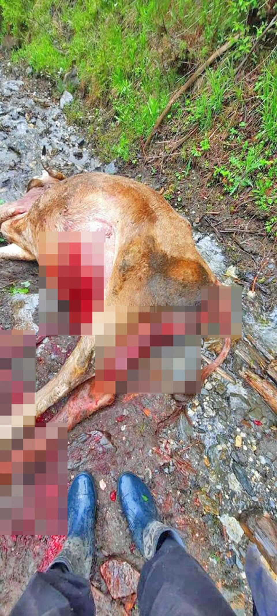 Animale sfâșiate de urși