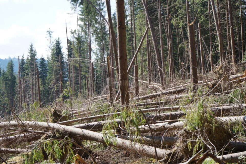 Banii vor fi investiții în echipamente pentru îndepărtarea lemnului afectat de fenomenele meteo extreme și dăunătorii biotici, cum este gândacul de scoarță Banii vor fi investiții în echipamente pentru îndepărtarea lemnului afectat de fenomenele meteo extreme și dăunătorii biotici, cum este gândacul de scoarță