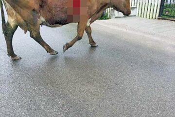 Animale sfâșiate de urși