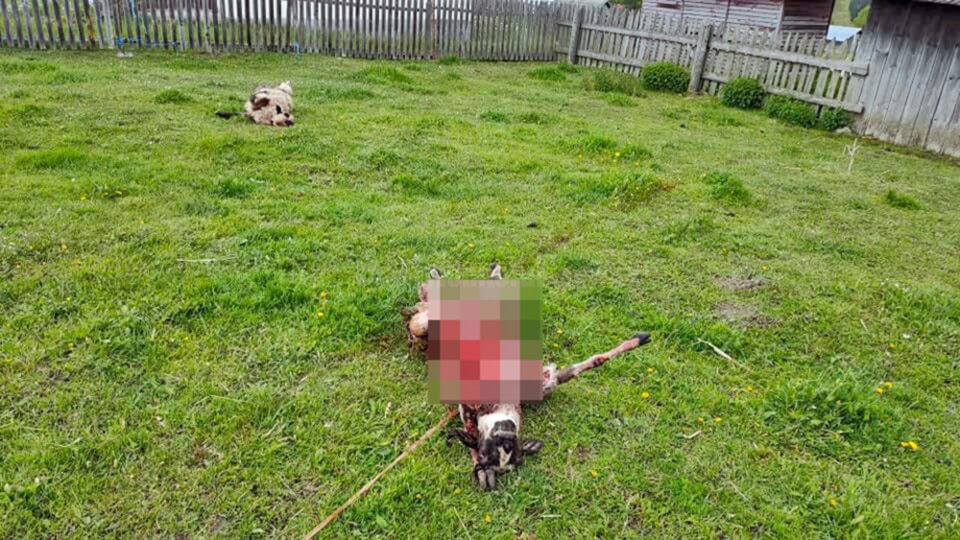 Animale sfâșiate de urși