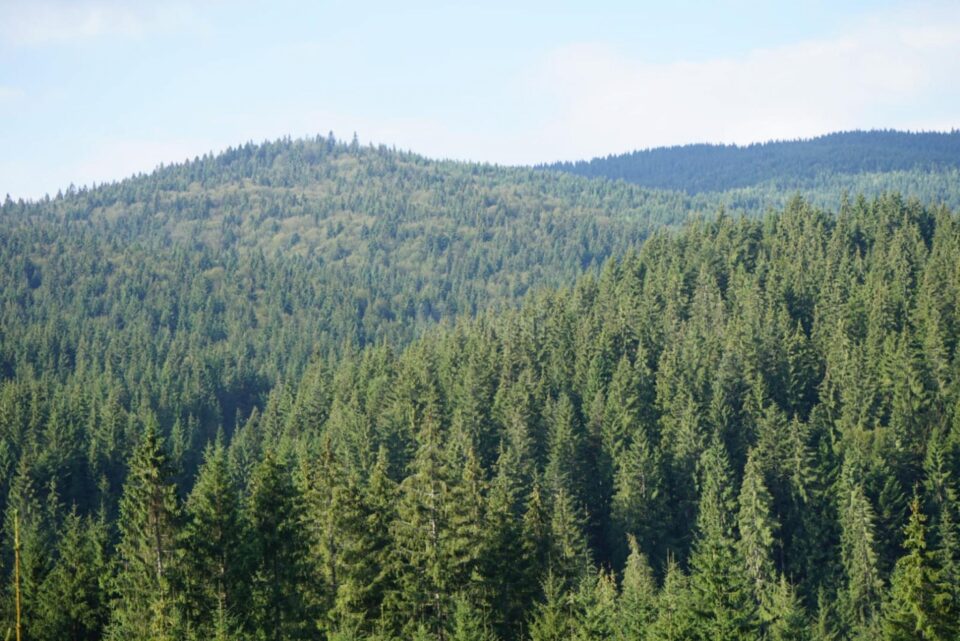 1,3 miliarde de euro vor fi alocate prin PNRR sectorului forestier din România