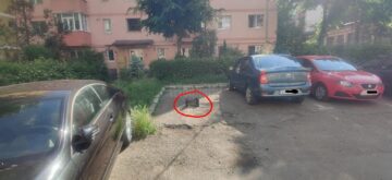 Zeci de lădițe, cauciucuri și alte materiale folosite pentru a rezerva locuri de parcare pe domeniul public, confiscate de Poliția Locală Suceava