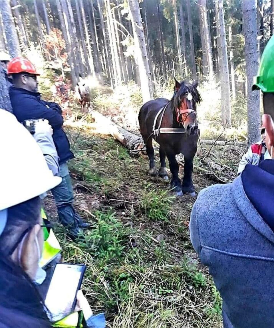Fotografii participante la concursul de fotopractică de la Facultatea de Silvicultură din Suceava