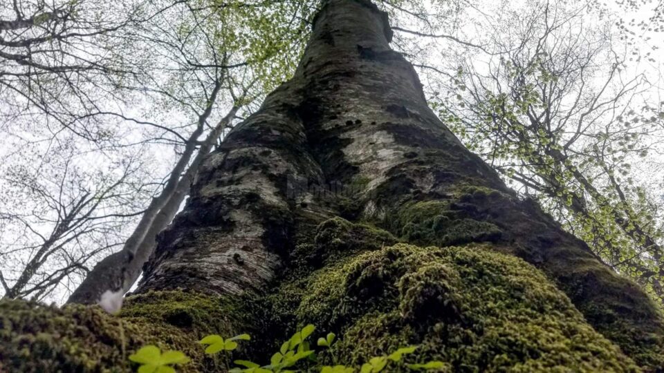Fotografii participante la concursul de fotopractică de la Facultatea de Silvicultură din Suceava