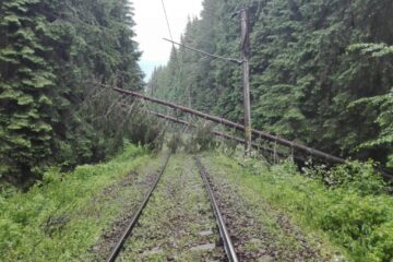 Copaci căzuți peste linia de contact sursa foto clubferoviar.ro