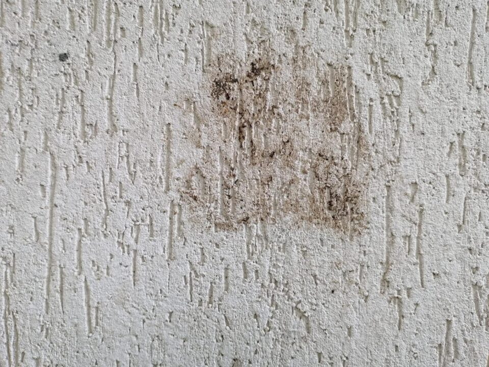 Urmele lăsate de urs la locuința Feliciei Forfotă