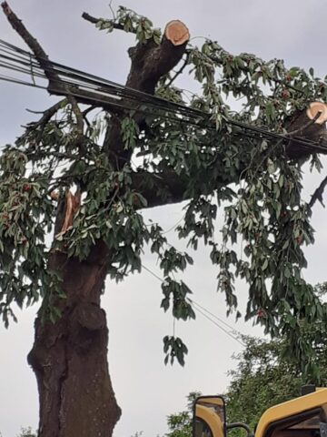Pompierii au intervenit pentru a îndepărta ramurile unui cireș care stăteau pe firele de alimentare cu energie electrică