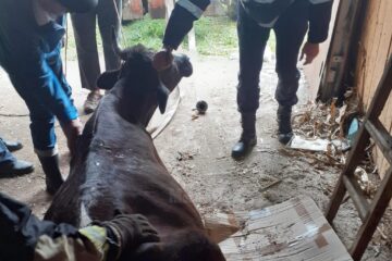 O vacă a căzut într-un beci și a fost nevoie de intervenția pompierilor pentru a fi salvată