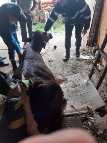 O vacă a căzut într-un beci și a fost nevoie de intervenția pompierilor pentru a fi salvată