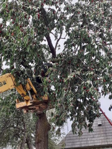 Pompierii au intervenit pentru a îndepărta ramurile unui cireș care stăteau pe firele de alimentare cu energie electrică
