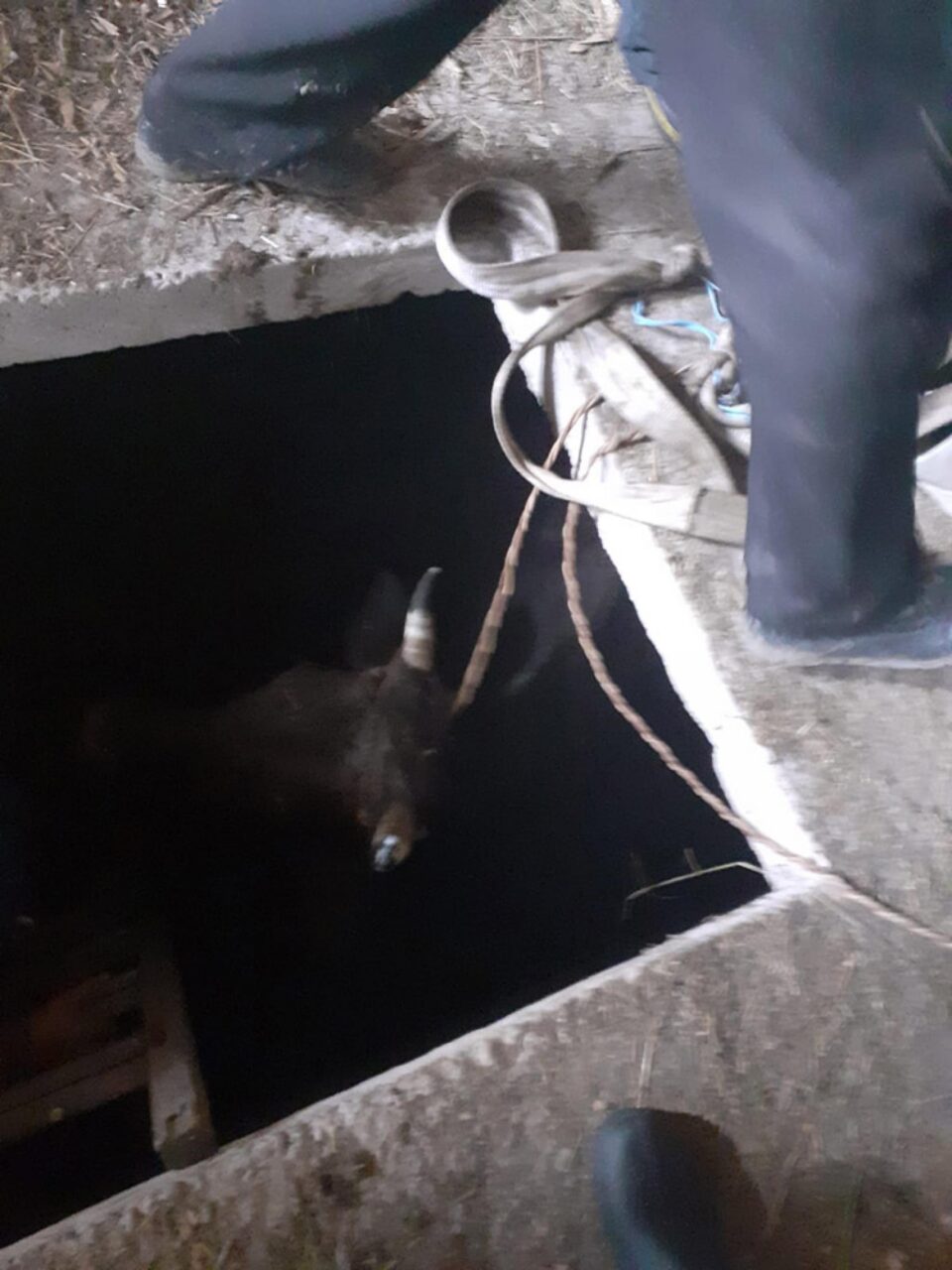 O vacă a căzut într-un beci și a fost nevoie de intervenția pompierilor pentru a fi salvată
