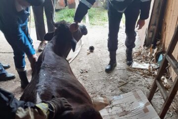 O vacă a căzut într-un beci și a fost nevoie de intervenția pompierilor pentru a fi salvată