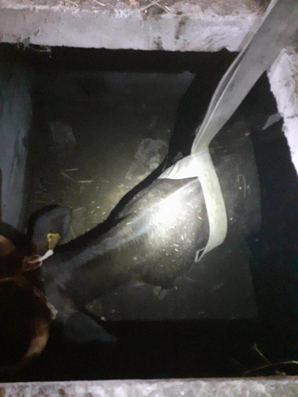O vacă a căzut într-un beci și a fost nevoie de intervenția pompierilor pentru a fi salvată