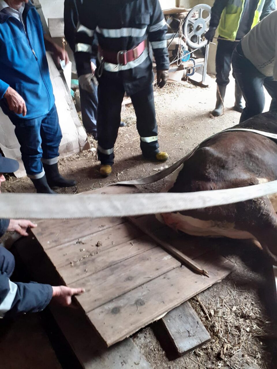 O vacă a căzut într-un beci și a fost nevoie de intervenția pompierilor pentru a fi salvată