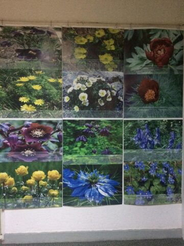 La Muzeul de Științele Naturii Suceava a fost deschisă luni expoziția „Nestematele verzi ale naturii”, fotografie și plante vii