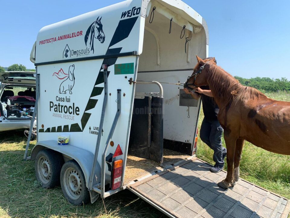 Hoții de fier vechi au abandonat trei cai pe un câmp din Suceava