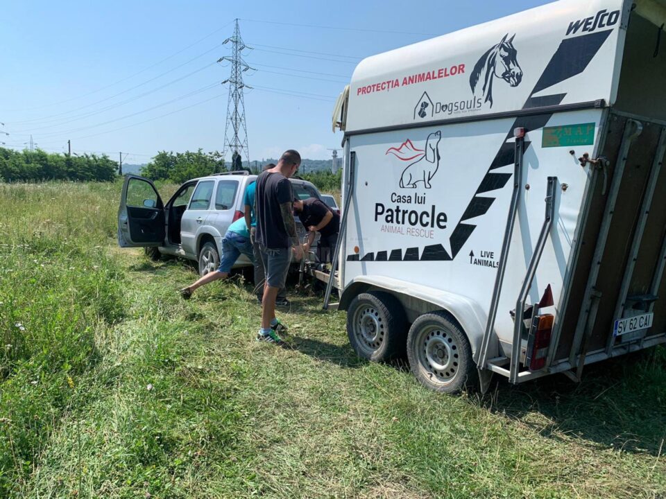 Hoții de fier vechi au abandonat trei cai pe un câmp din Suceava
