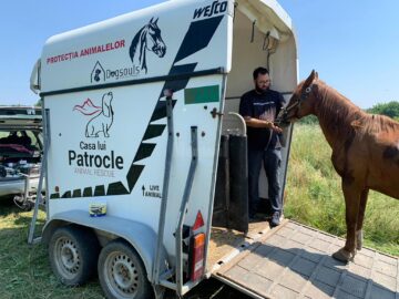 Caii au fost preluați spre îngrijire de Asociația ”Casa lui Patrocle”