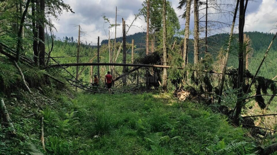 Mii de arbori smulși din pământ sau rupți ca bețele de chibrit, la Poiana Micului