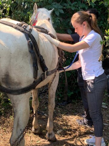 Hoții de fier vechi au abandonat trei cai pe un câmp din Suceava