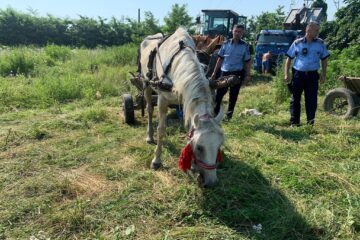 Hoții de fier vechi au abandonat trei cai pe un câmp din Suceava