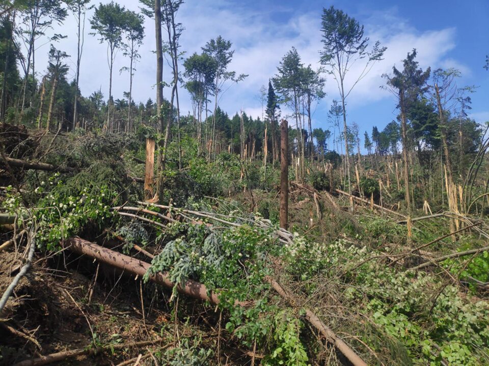 Mii de arbori smulși din pământ sau rupți ca bețele de chibrit, la Poiana Micului