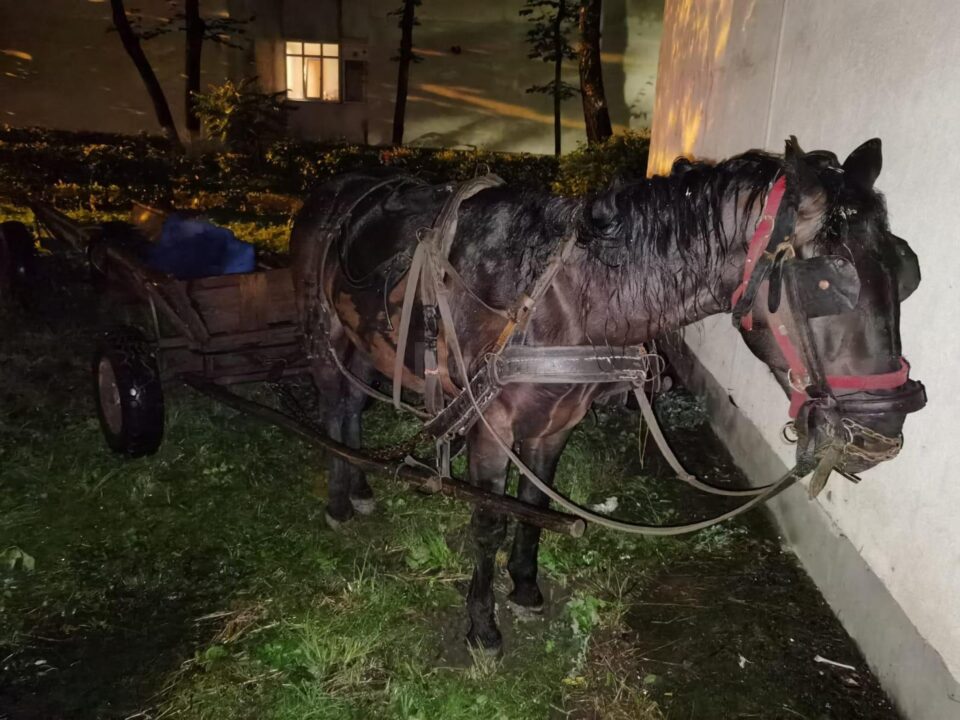 Polițiștii au găsit calul, căruța, nu și pe proprietar