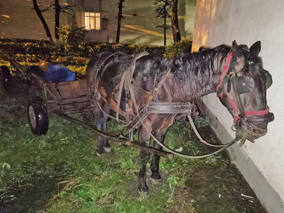 Polițiștii au găsit calul, căruța, nu și pe proprietar