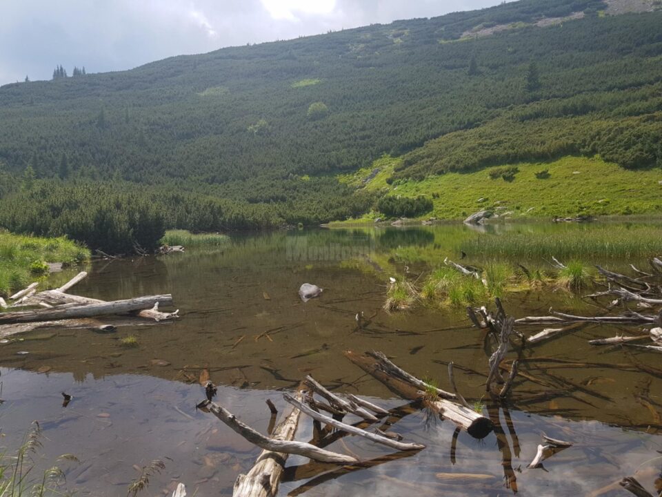 Spre iazul Dumitrelu din masivul Călimani