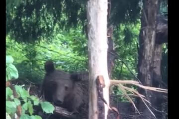 Ursoaica captivă într-un laț metalic, la Broșteni