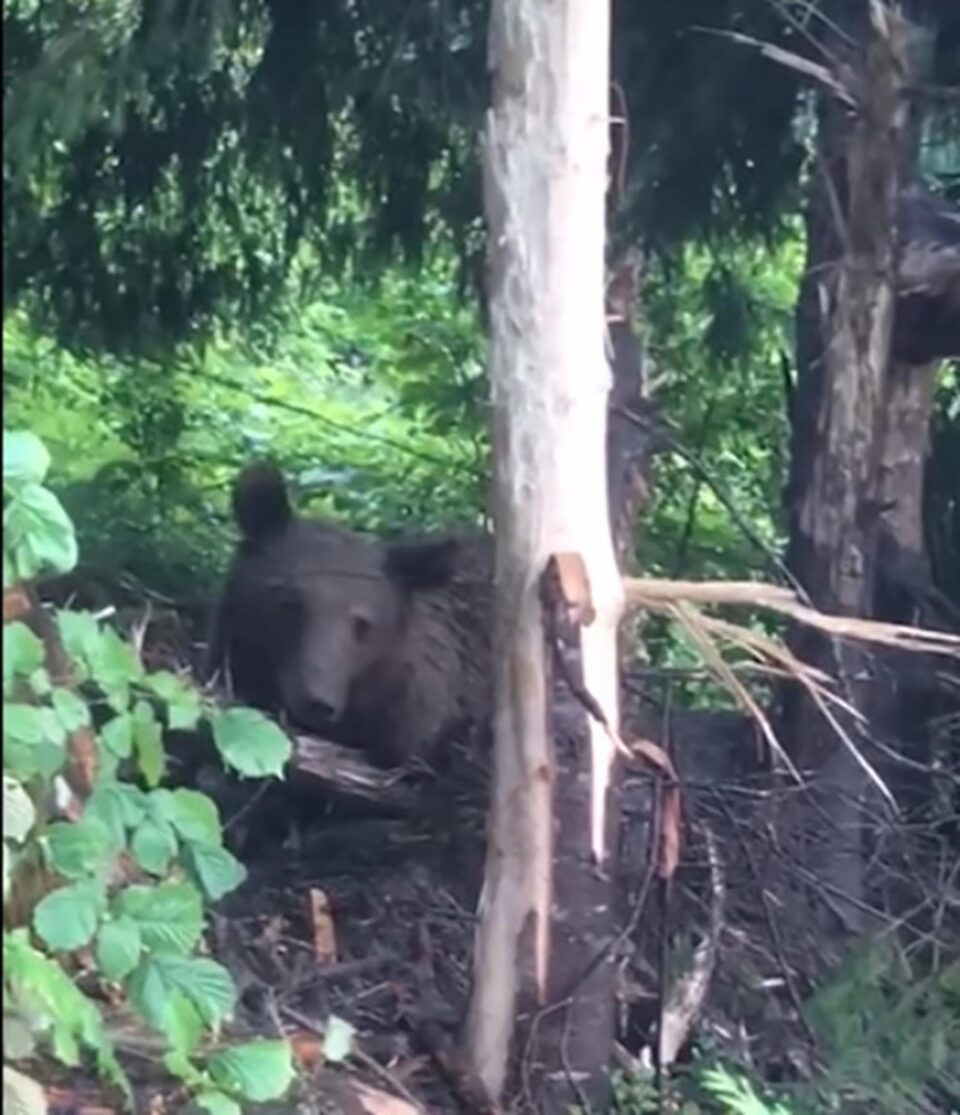 Ursoaica captivă într-un laț metalic, la Broșteni