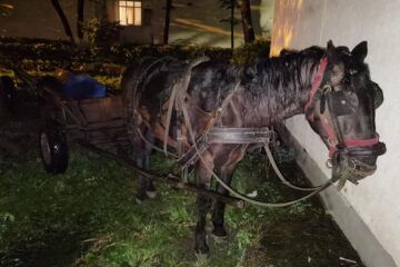 Calul pierdut a doua oară