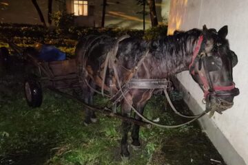 Calul pierdut a doua oară