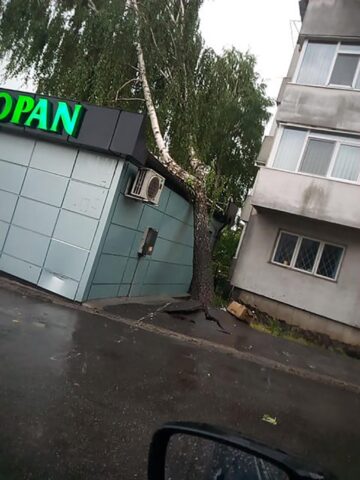 Copaci doborâți de furtună la Fălticeni
