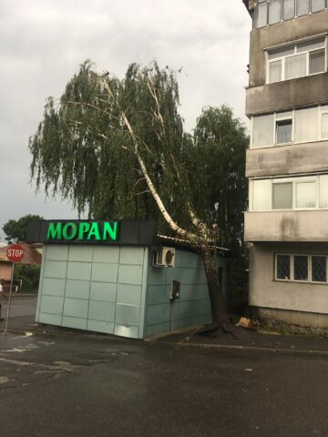 Un mesteacăn a căzut peste chioșcul Mopan
