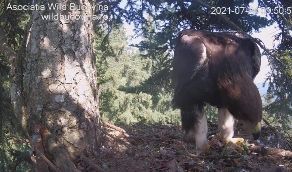 Transmisie live din cuibul unor acvile de munte, din Bucovina