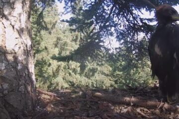 Zenit, puiul de acvilă de munte, filmat de cand era proaspat iesi din ou, pina cand a invatat sa zboare