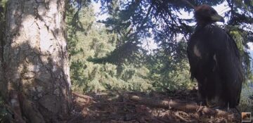 Live din cuibul unei familii de acvile de munte din Bucovina, urmărit din toată lumea