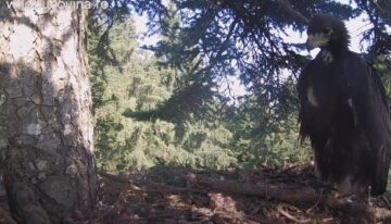 Zenit, puiul de acvilă de munte, filmat de când era proaspăt ieșit din ou până când a învățat să zboare