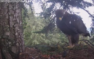 Live din cuibul unei familii de acvile de munte din Bucovina, urmărit din toată lumea