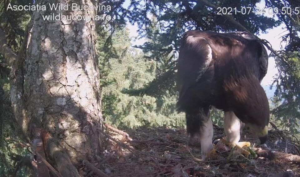 Transmisie live din cuibul unor acvile de munte, din Bucovina