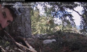 Live din cuibul unei familii de acvile de munte din Bucovina, urmărit din toată lumea