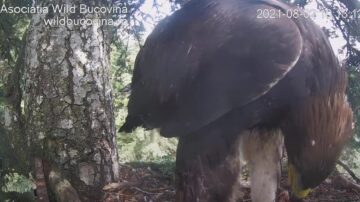 Live din cuibul unei familii de acvile de munte din Bucovina, urmărit din toată lumea