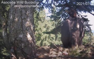 Live din cuibul unei familii de acvile de munte din Bucovina, urmărit din toată lumea