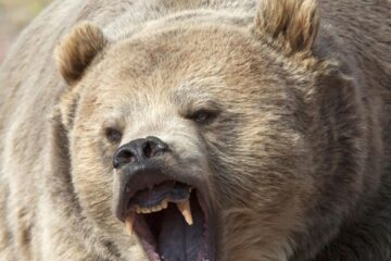 Ursul care a omorât un cioban și a rănit grav altul, găsit mort în pădure. Foto stirileprotv.ro