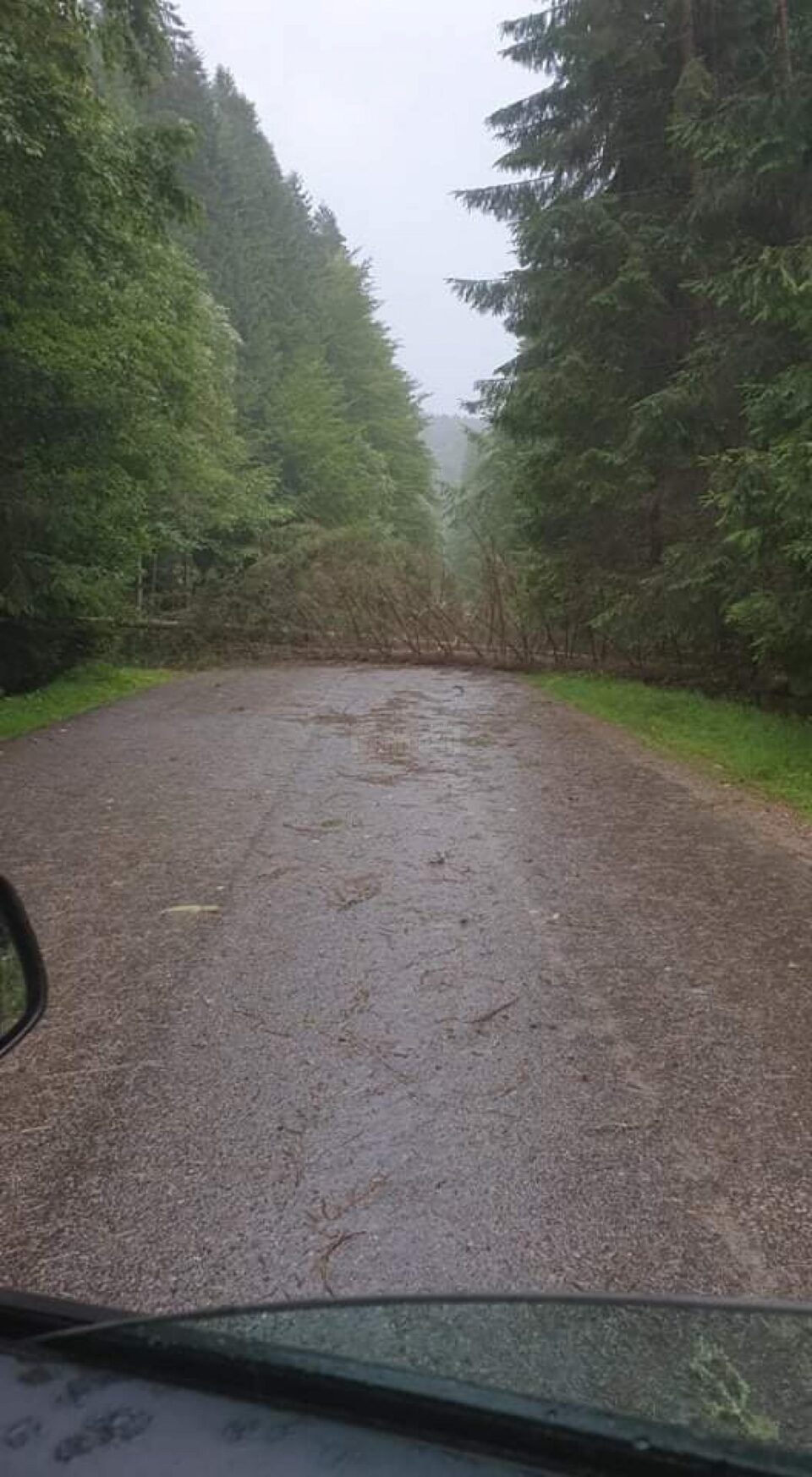 Copaci doborâți de vânt, în multe localități din județ, în timpul furtunii de joi seară Copaci doborâți de vânt, în multe localități din județ, în timpul furtunii de joi seară