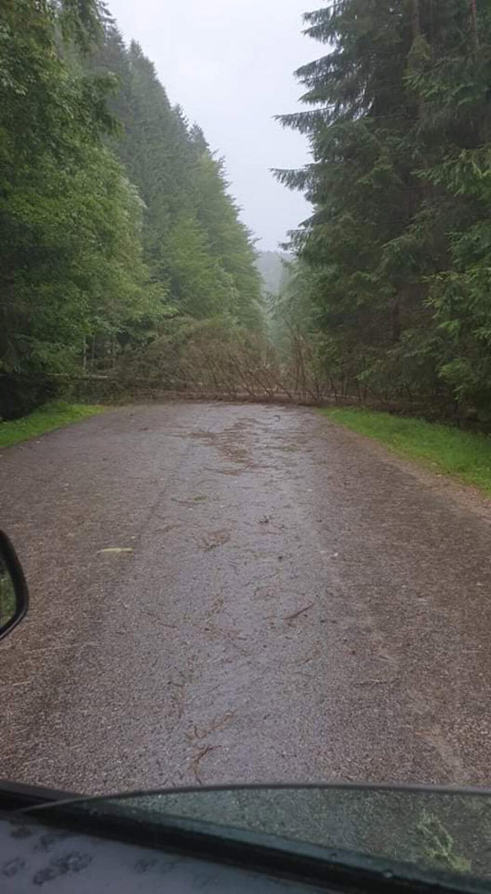 Copaci doborâți de vânt, în multe localități din județ, în timpul furtunii de joi seară Copaci doborâți de vânt, în multe localități din județ, în timpul furtunii de joi seară